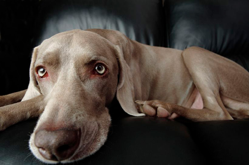 Raza por raza: Weimaraner