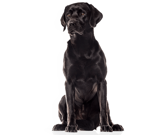 Therapy perros obesity