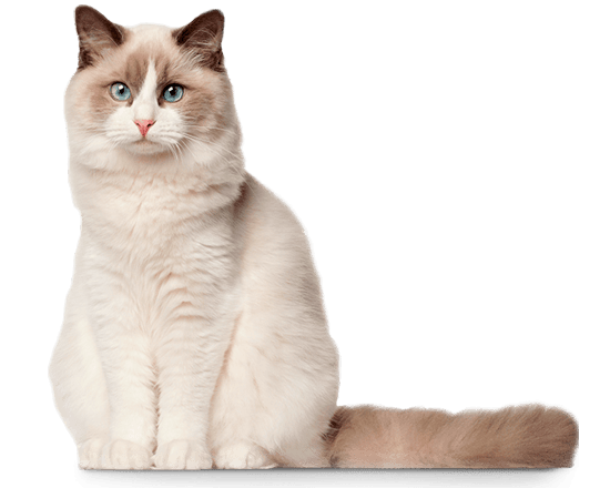 Therapy gato gastro