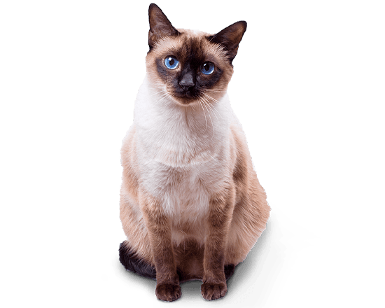 Therapy gato hypo