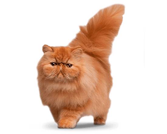 Therapy gato renal