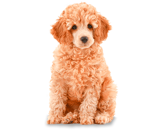 Therapy perros gastro