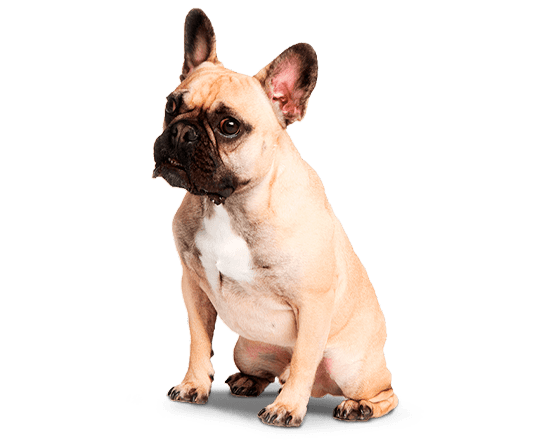 Therapy perros hypo