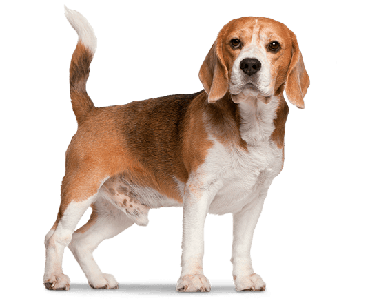 Therapy perros renal