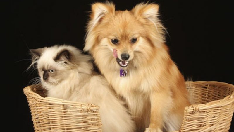 tips para cuidar el pelo de tu mascota