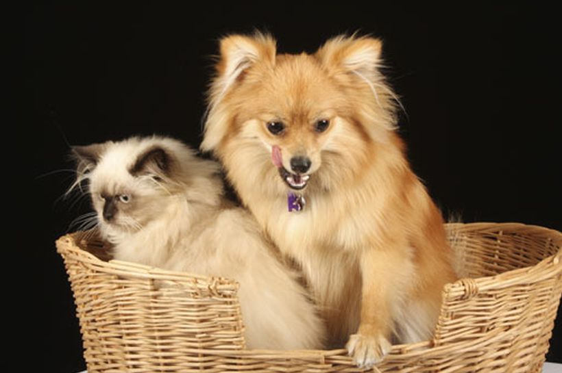 tips para cuidar el pelo de tu mascota