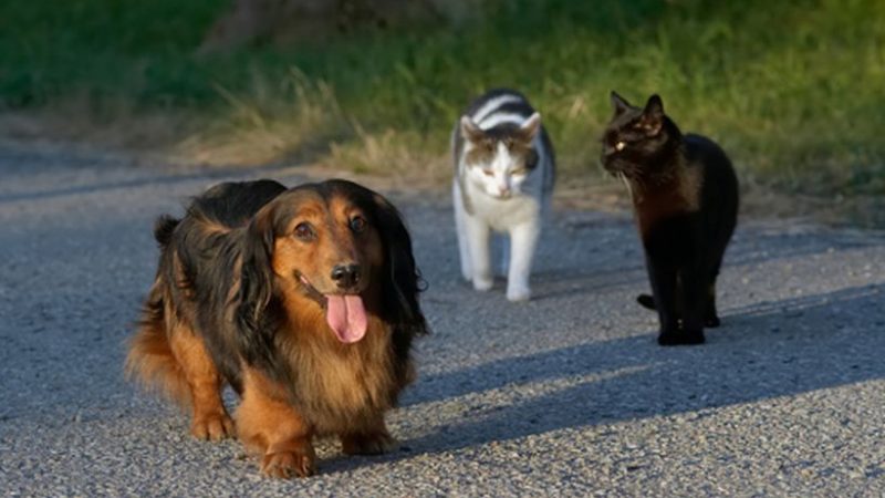 Vagabundeo: perros y gatos