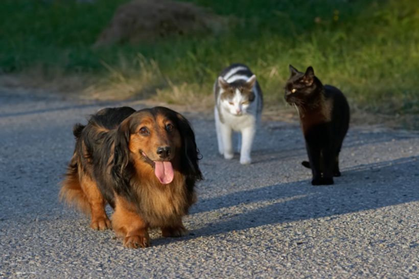 Vagabundeo: perros y gatos