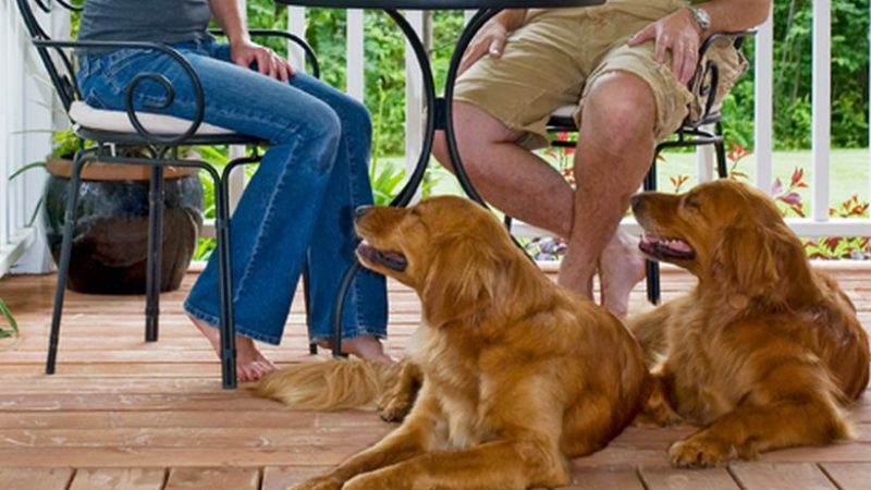 Vamos de paseo con el perro