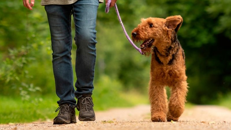 Beneficios de pasear a tu perro