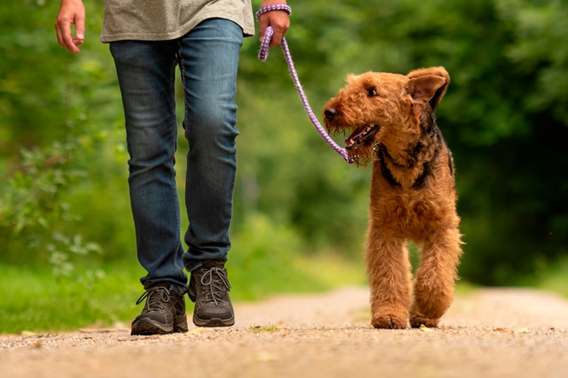 Beneficios de pasear a tu perro