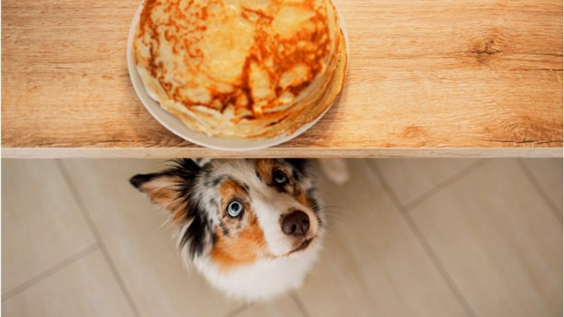 La gula y los perros