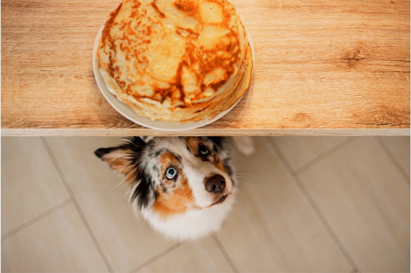 La gula y los perros