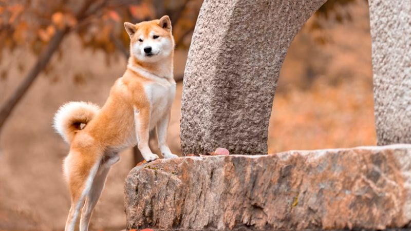 El origen de los perros