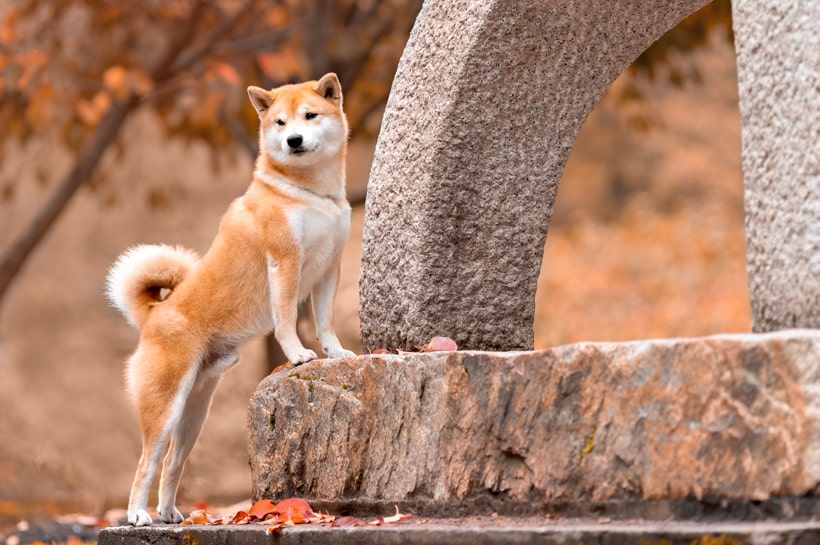 El origen de los perros
