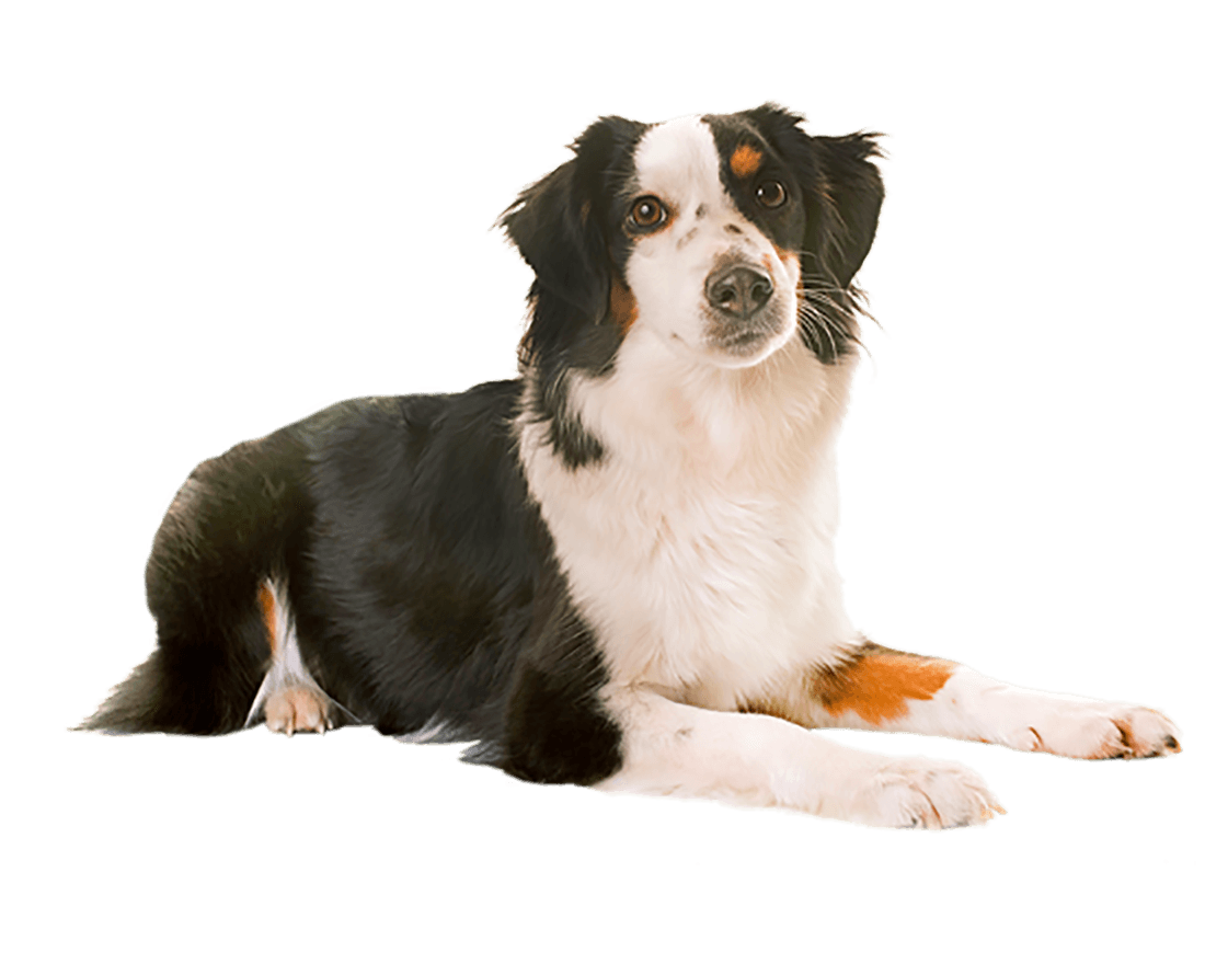 Belcan animal general