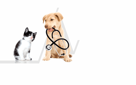Contacto Veterinario