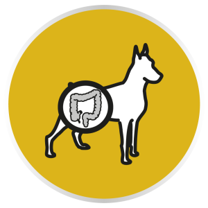 Regulación intestinal