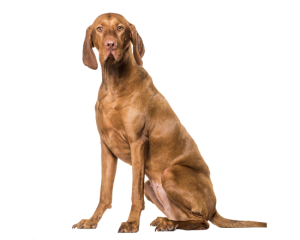 V37 Perros con Sobrepeso