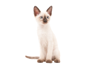 Kitten V56
