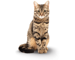Premium Urinary gato adulto