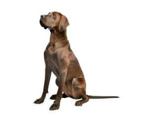 Mascota Linea V Ultra Protein