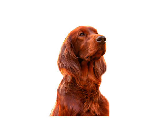 Mascota