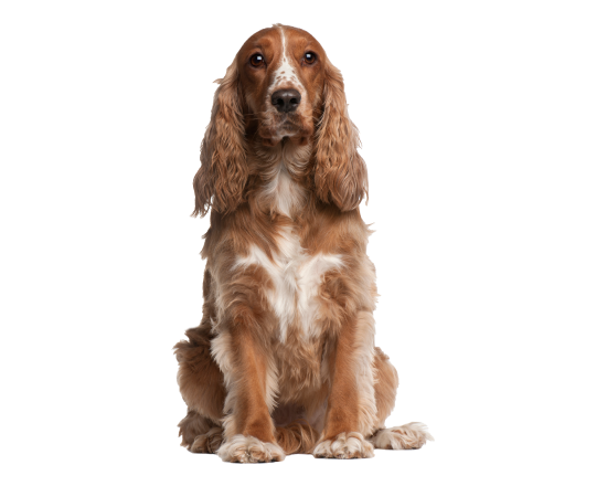 Mascota